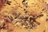 Detailed Fossil Ants (Formicidae) In Baltic Amber - Over Ants! #275339-1